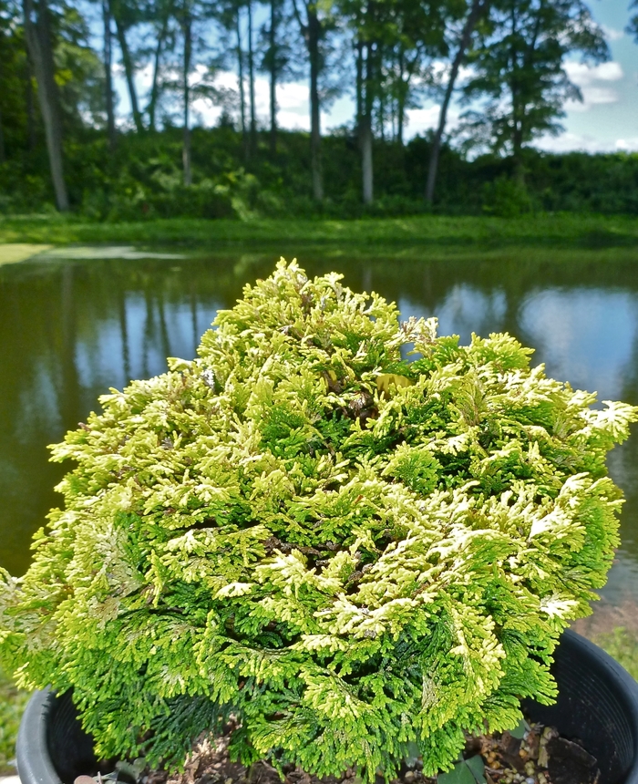 'Nana Lutea' Hinoki Falsecypress - Chamaecyparis obtusa from Paradise Acres Garden Center