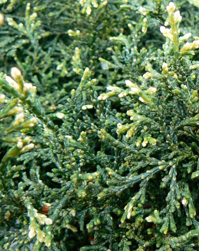 'Mariesii' Hinoki Falsecypress - Chamaecyparis obtusa from Paradise Acres Garden Center
