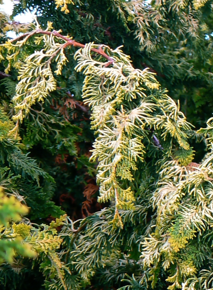 'Fernspray Gold' Hinoki Falsecypress - Chamaecyparis obtusa from Paradise Acres Garden Center