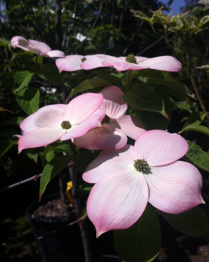 'Stellar Pink&reg;' Dogwood - Cornus from Paradise Acres Garden Center