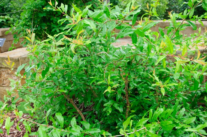 Pomegranate - Punica granatum from Paradise Acres Garden Center