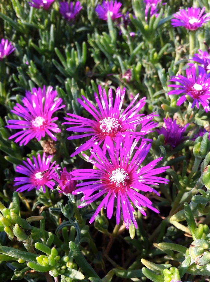 Hardy Ice Plant - Delosperma cooperi from Paradise Acres Garden Center