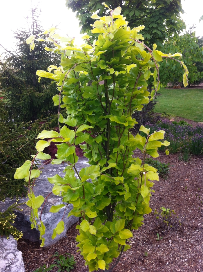 'Dawyck Gold' Beech - Fagus sylvatica from Paradise Acres Garden Center