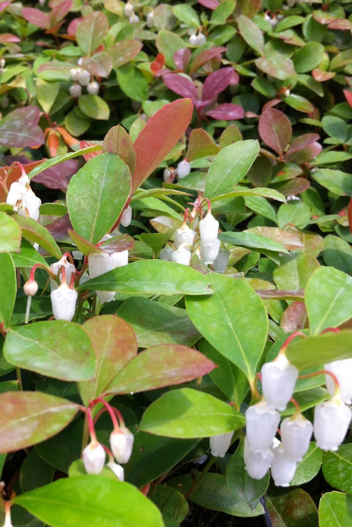 Wintergreen - Gaultheria procumbens from Paradise Acres Garden Center