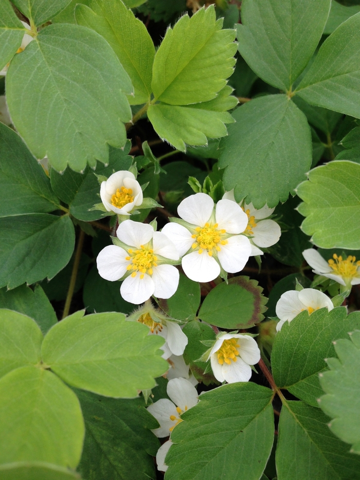 Virginia Strawberry - Fragaria virginiana from Paradise Acres Garden Center