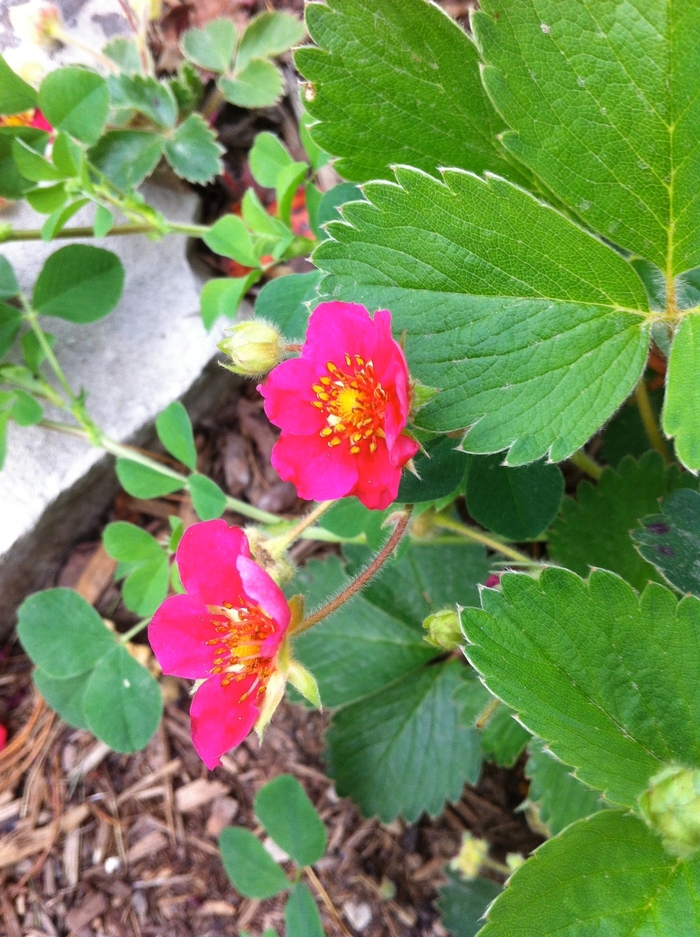 'Lipstick' Ornamental Strawberry - Fragaria from Paradise Acres Garden Center