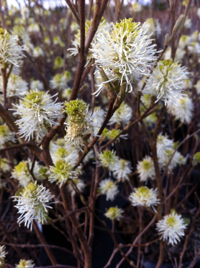 'Mount Airy' Mount Airy Fothergilla - Fothergilla major from Paradise Acres Garden Center