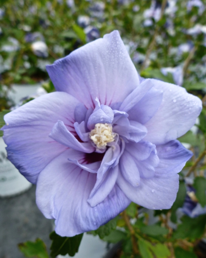 'Blue Satin&reg;' Rose of Sharon - Hibiscus syriacus from Paradise Acres Garden Center