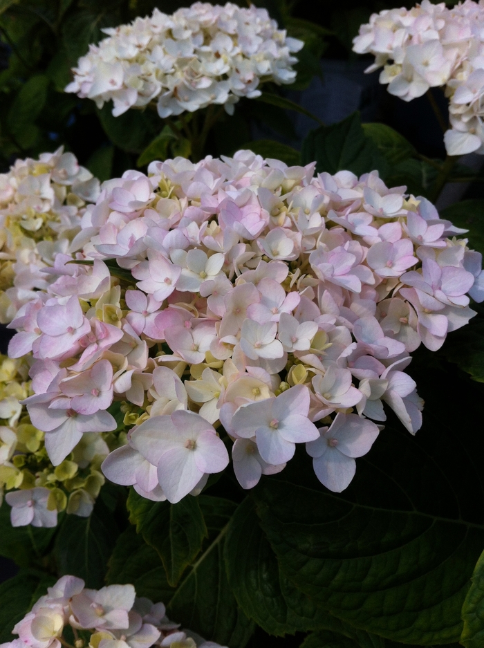 'Blushing Bride' Big Leaf Hydrangea - Hydrangea macrophylla from Paradise Acres Garden Center
