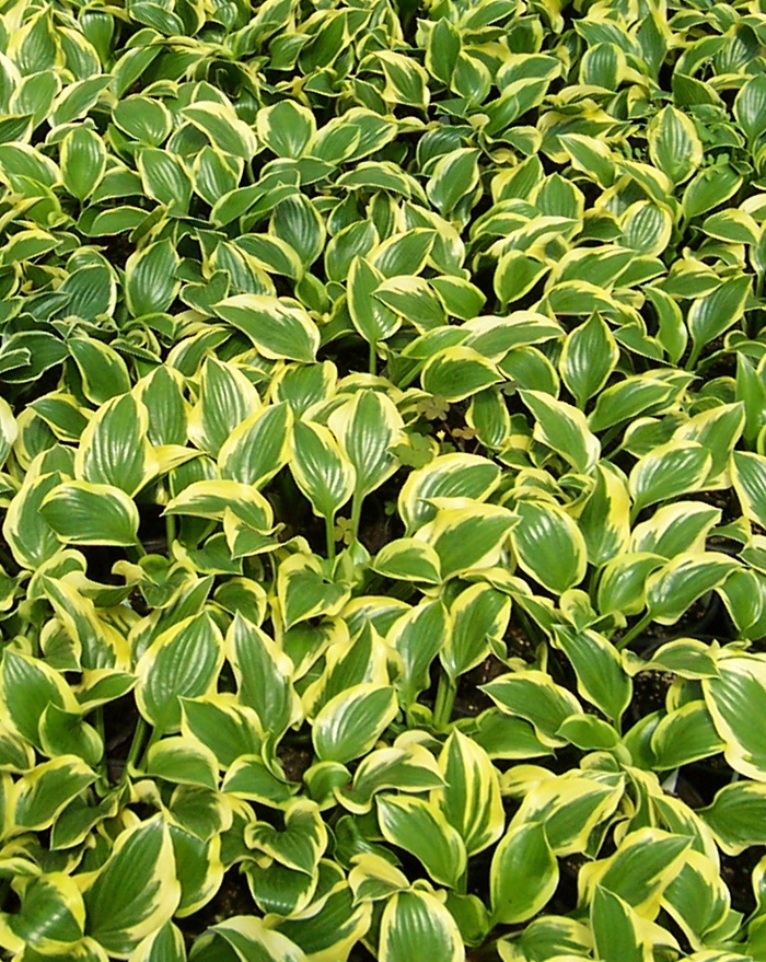 'Queen Josephine' Hosta, Plantain Lily - Hosta from Paradise Acres Garden Center