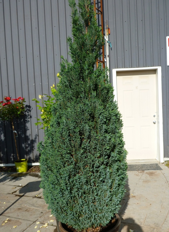 'Ellwoodii' Lawson Falsecypress - Chamaecyparis lawsoniana from Paradise Acres Garden Center