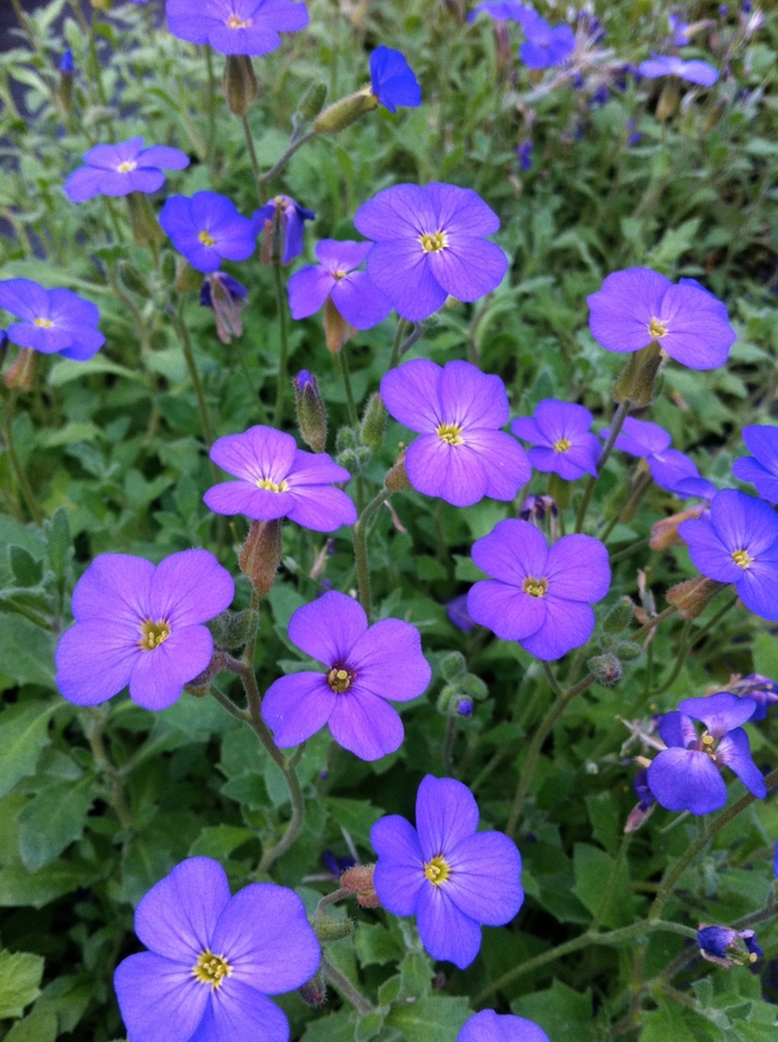 'Hendersonii' Rockcress - Aubrieta from Paradise Acres Garden Center