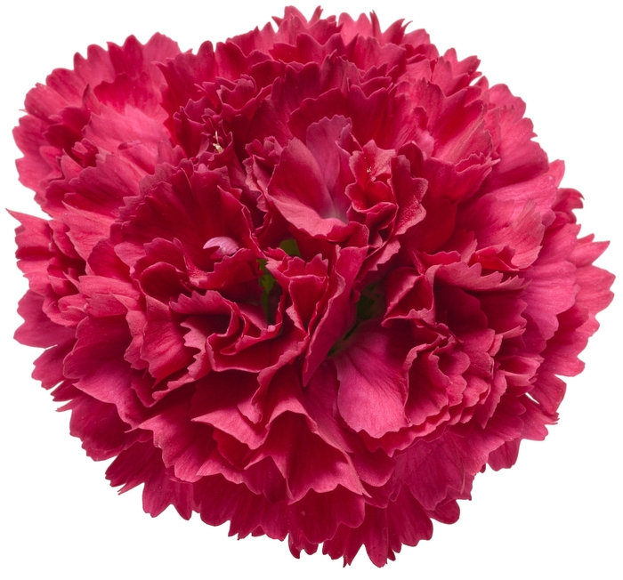Fruit Punch&reg; 'Cranberry Cocktail' - Dianthus (Pinks) from Paradise Acres Garden Center