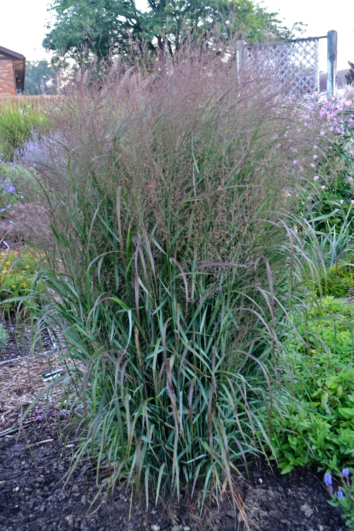 Prairie Winds&reg; 'Apache Rose' - Panicum virgatum (Switch Grass) from Paradise Acres Garden Center