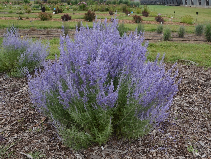'Denim 'n Lace' - Perovskia atriplicifolia (Russian Sage) from Paradise Acres Garden Center