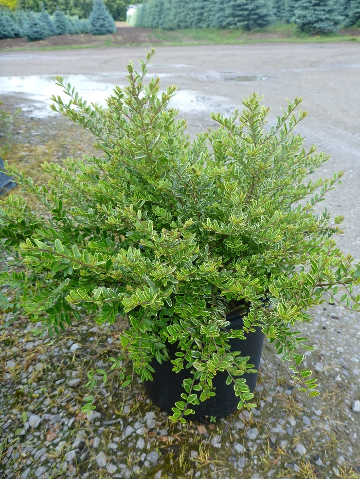 'Lemon Beauty' Honeysuckle - Lonicera nitida from Paradise Acres Garden Center