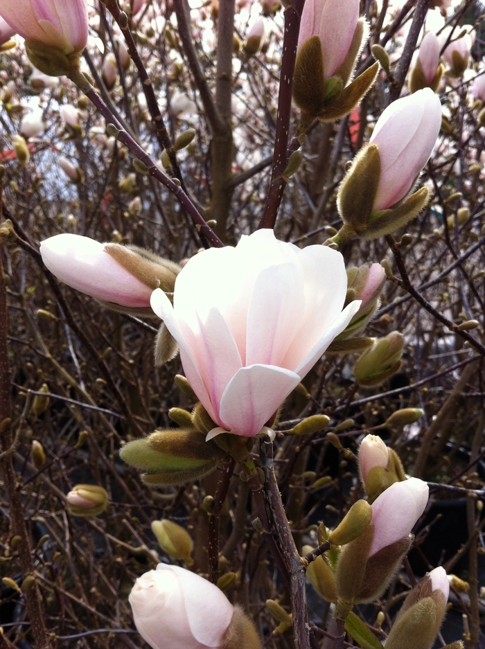 'Merrill' - Magnolia x loebneri from Paradise Acres Garden Center