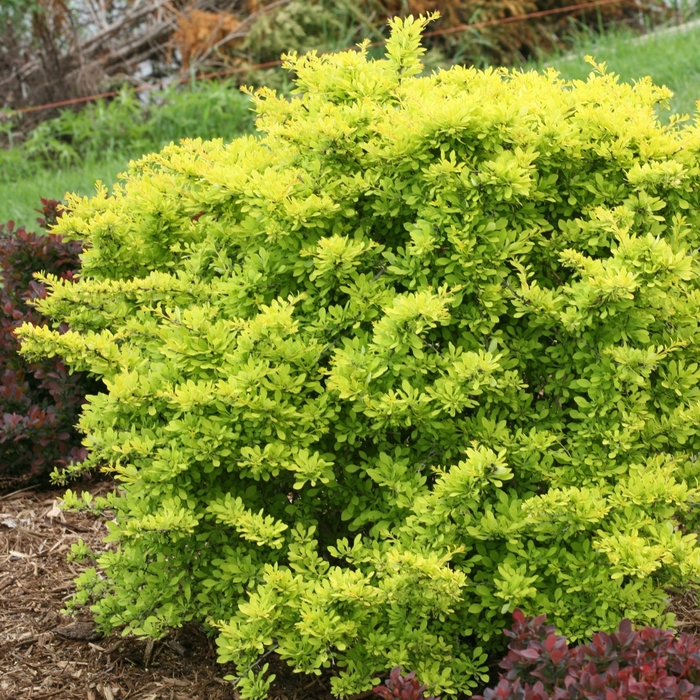 'Sunjoy Citrus®' Barberry - Berberis thunbergii from Paradise Acres Garden Center