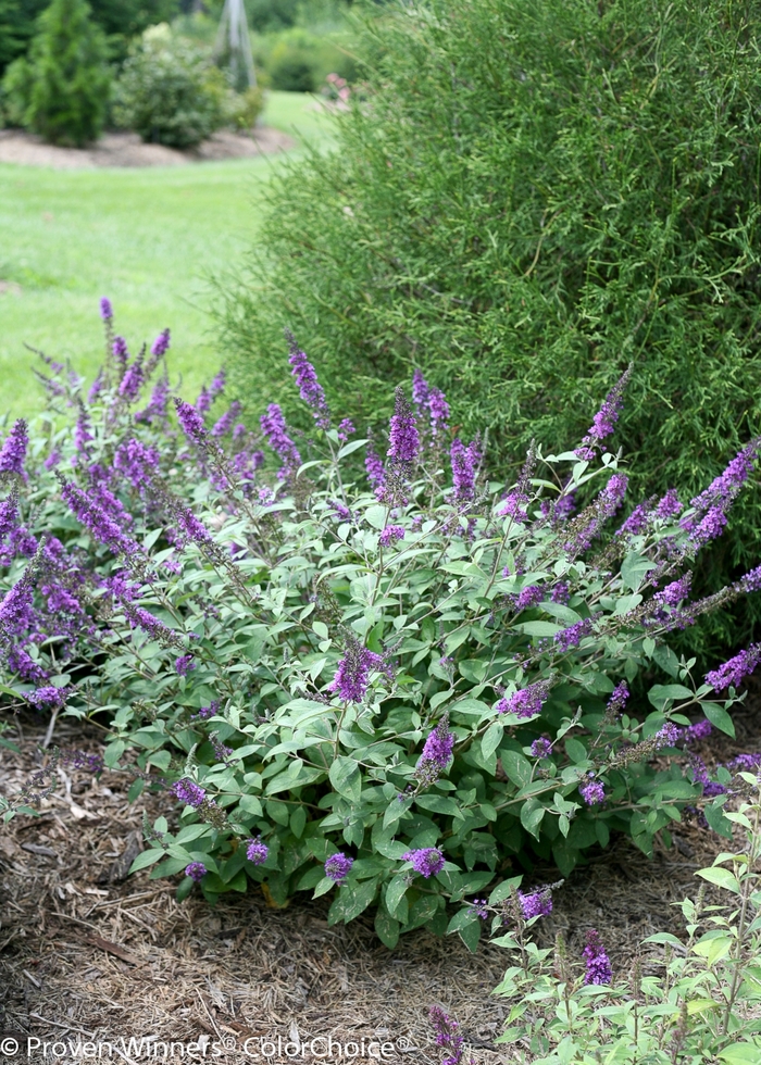 Lo & Behold&reg; 'Blue Chip Jr.' - Buddleia (Butterfly Bush) from Paradise Acres Garden Center
