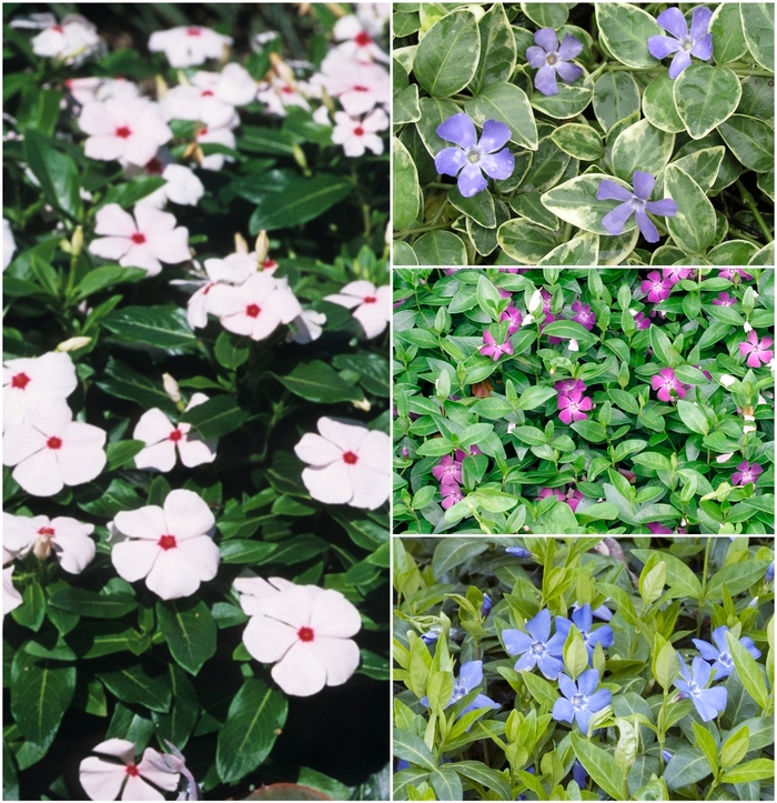 Assorted Vinca Vine, Myrtle - Vinca from Paradise Acres Garden Center