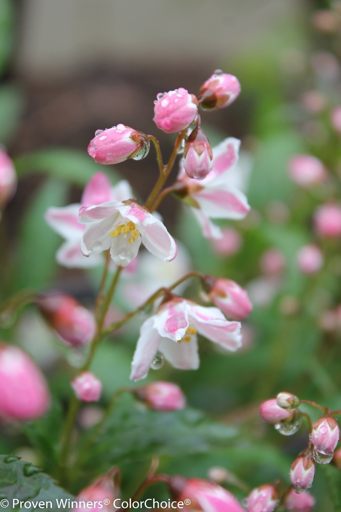 Yuki Cherry Blossom&reg; - Deutzia from Paradise Acres Garden Center