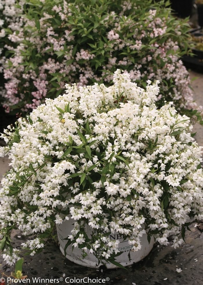 Yuki Snowflake&reg; - Deutzia from Paradise Acres Garden Center