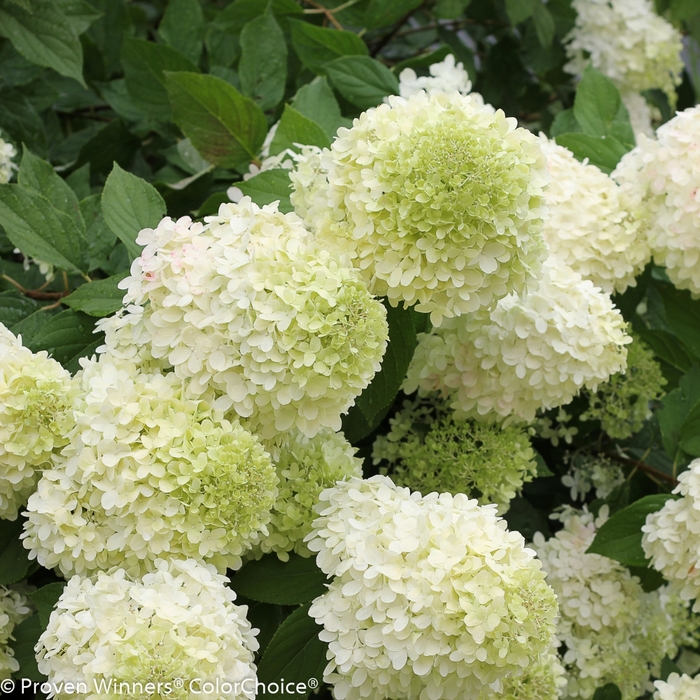 'Limelight' - Hydrangea paniculata (Panicle Hydrangea) from Paradise Acres Garden Center