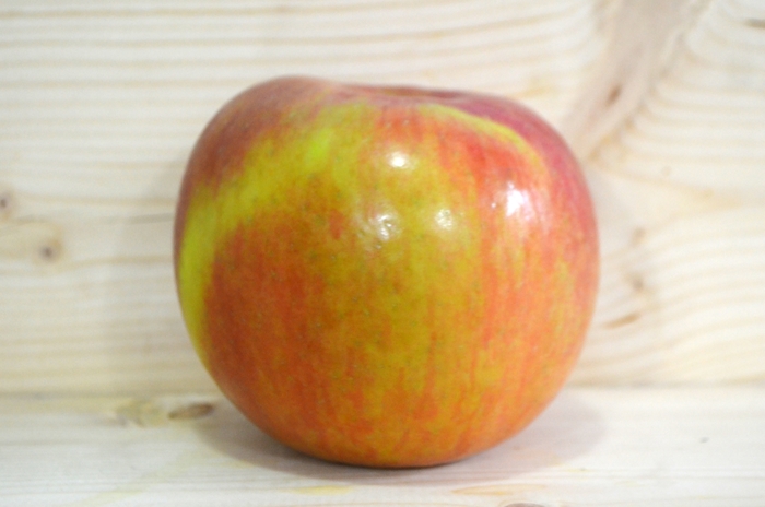 'Fuji' Apple - Malus domestica from Paradise Acres Garden Center
