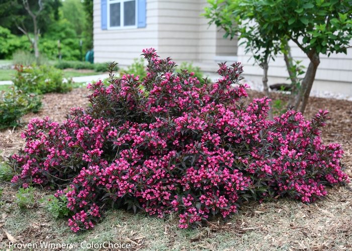 Spilled Wine&reg; - Weigela florida from Paradise Acres Garden Center