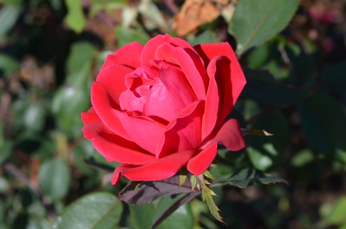Knock Out&reg; Double - Rosa (Shrub Rose) from Paradise Acres Garden Center