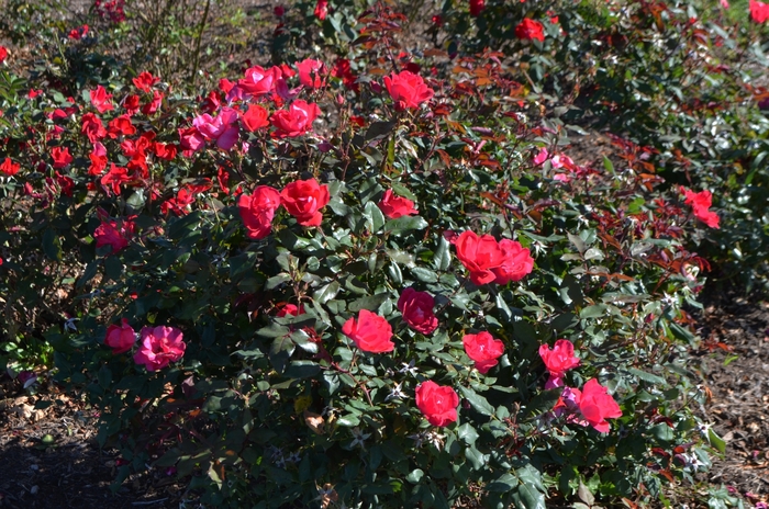 Red Knock Out&reg; - Rosa 'Radrazz' (Shrub Rose) from Paradise Acres Garden Center
