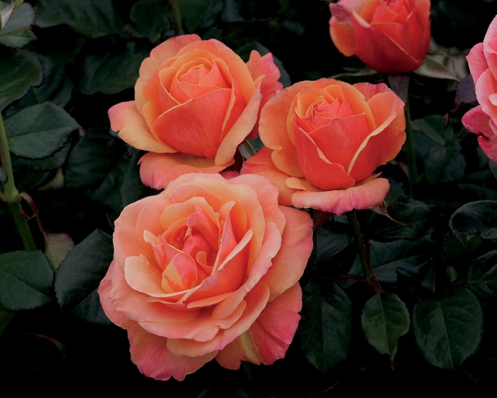 Anna's Promise&trade; Hybrid Tea Rose - Rosa from Paradise Acres Garden Center