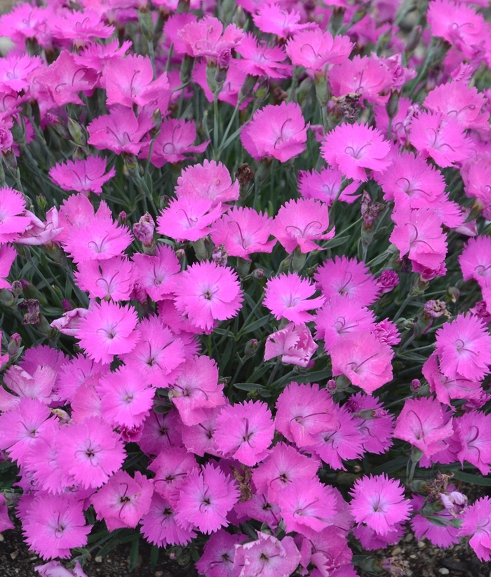 'Paint the Town Fuchsia' Pinks - Dianthus from Paradise Acres Garden Center
