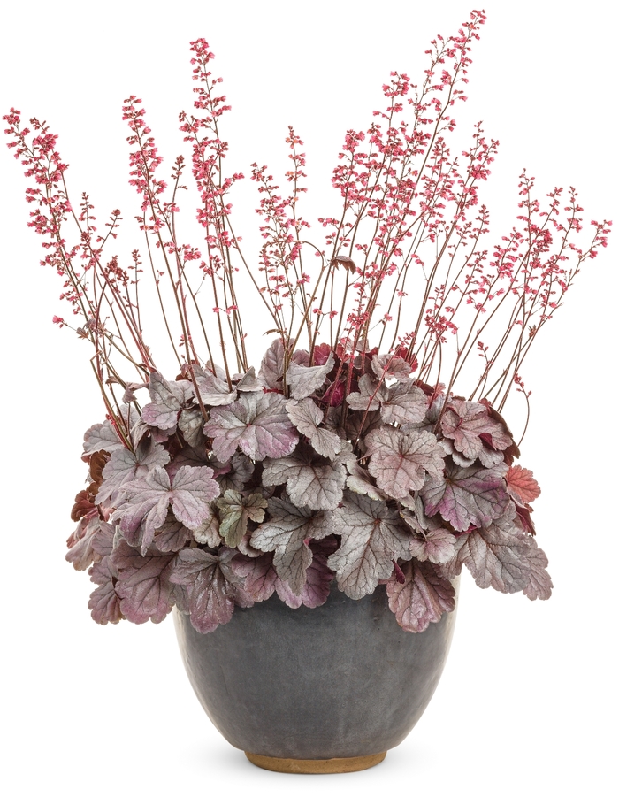 Dolce&reg; 'Silver Gumdrop' - Heuchera (Coral Bells) from Paradise Acres Garden Center