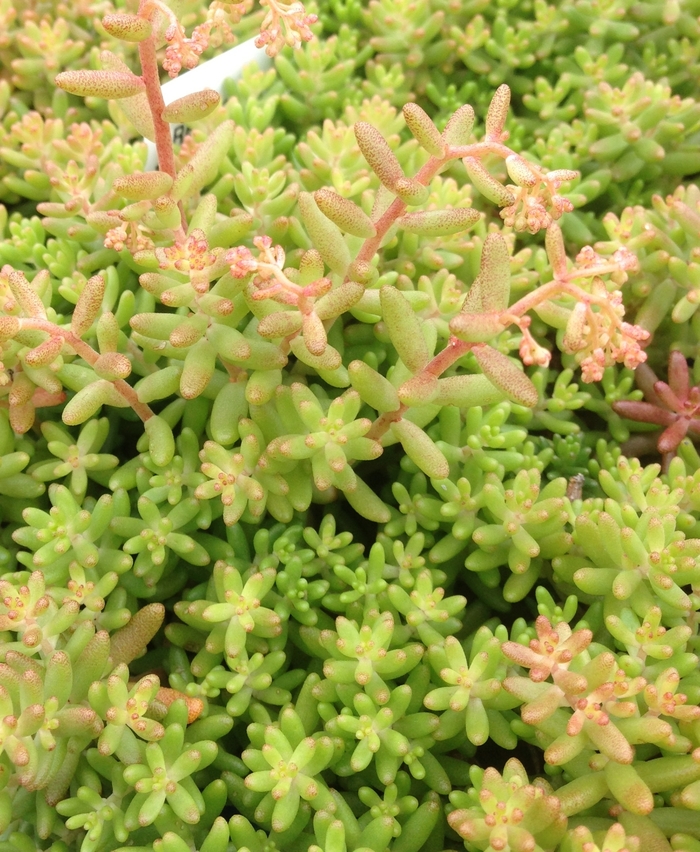 'Red Ice' Stonecrop - Sedum album from Paradise Acres Garden Center
