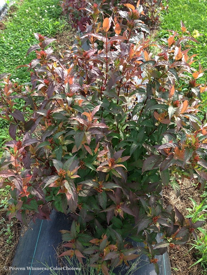Kodiak&reg; 'Red' - Diervilla (Bush Honeysuckle) from Paradise Acres Garden Center