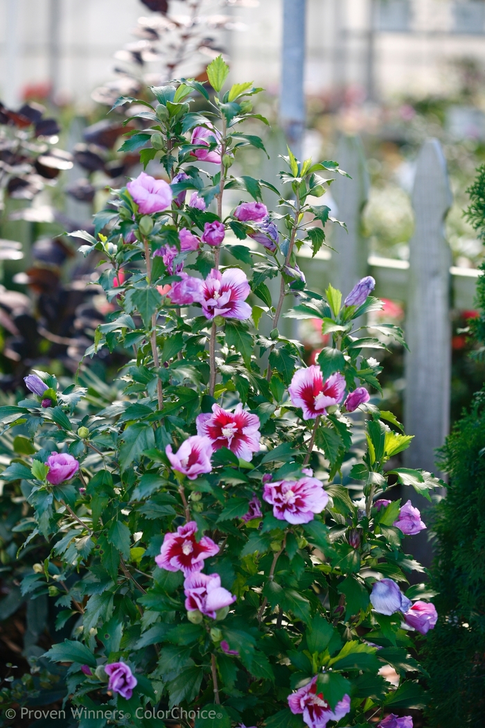 'Purple Pillar&reg;' Rose of Sharon - Hibiscus syriacus from Paradise Acres Garden Center