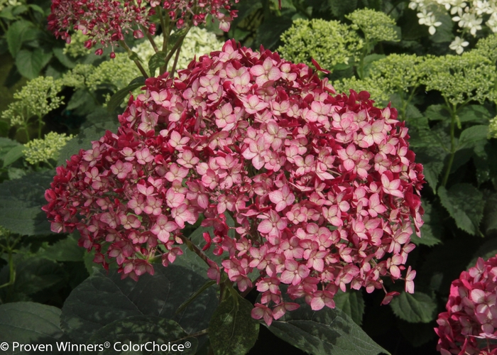 Invincibelle&reg; 'Ruby' - Hydrangea arborescens (Smooth Hydrangea) from Paradise Acres Garden Center