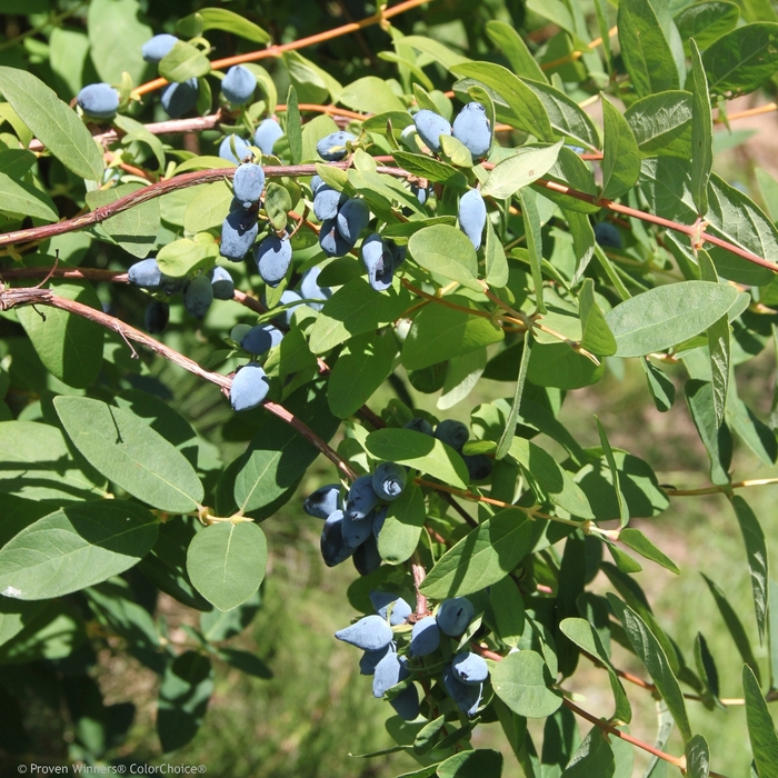 Yezberry&reg; 'Solo&trade;' - Lonicera caerulea (Japanese Haskap) from Paradise Acres Garden Center