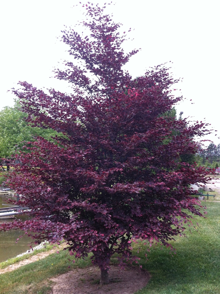 'Roseomarginata' Tricolor Beech - Fagus sylvatica from Paradise Acres Garden Center