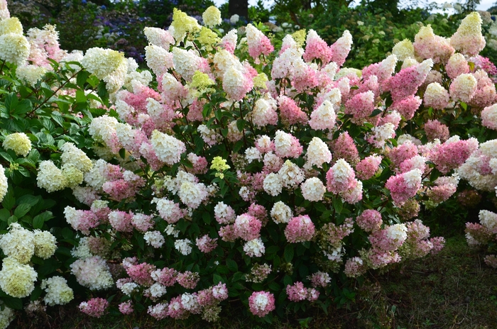 Strawberry Sundae&reg; - Hydrangea paniculata from Paradise Acres Garden Center
