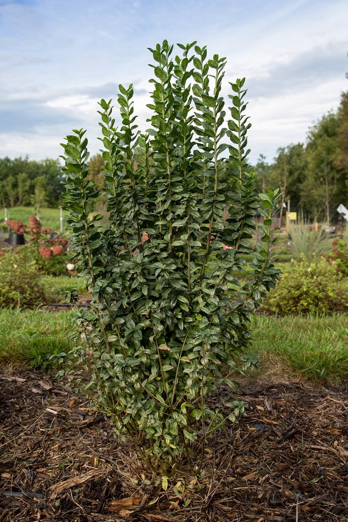 Straight Talk&reg; Privet - Ligustrum vulgare from Paradise Acres Garden Center