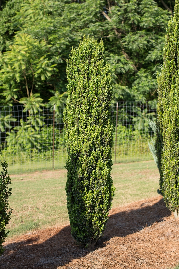 'Straight & Narrow&reg;' Japanese Holly - Ilex crenata from Paradise Acres Garden Center