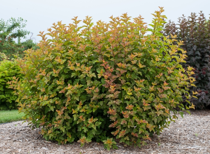 'Amber Jubilee&trade;' Ninebark - Physocarpus opulifolius from Paradise Acres Garden Center