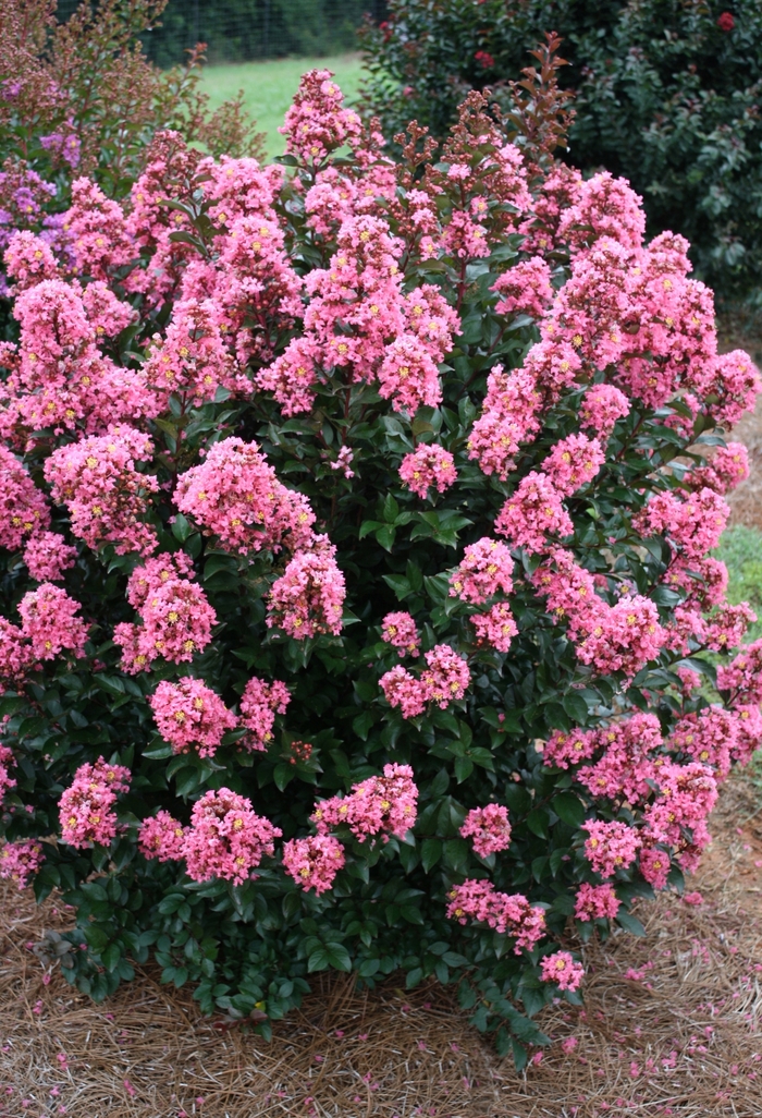 'Coral Magic' Crapemyrtle - Lagerstroemia from Paradise Acres Garden Center