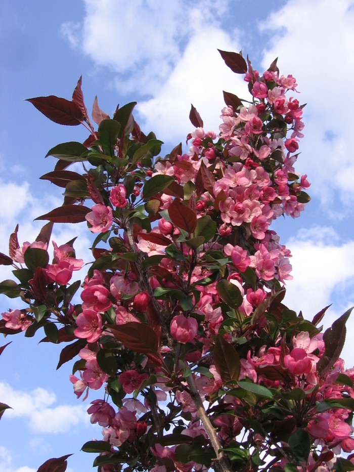 'Gladiator&trade;' Crabapple - Malus x adstringens from Paradise Acres Garden Center