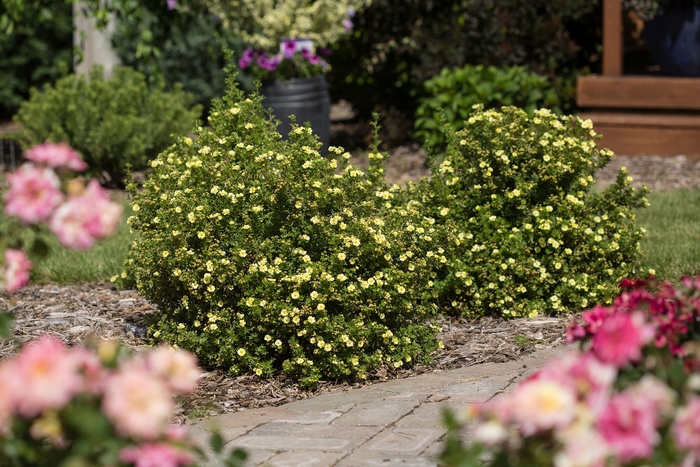 Lemon Meringue&trade; - Potentilla fruticosa from Paradise Acres Garden Center