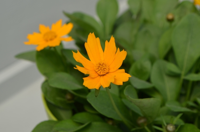 'Nana' Tickseed - Coreopsis auriculata from Paradise Acres Garden Center