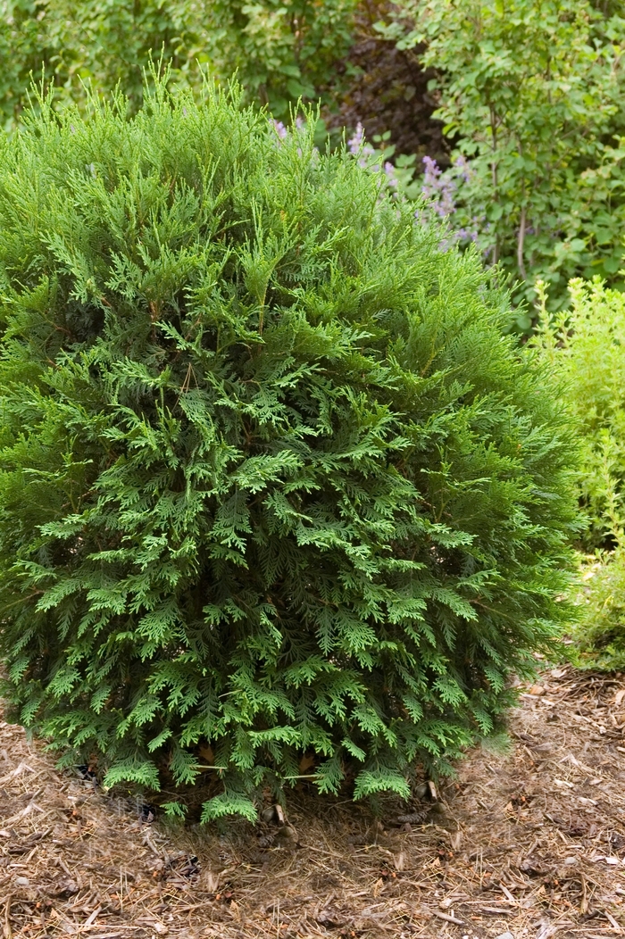 'Technito&reg;' Arborvitae - Thuja occidentalis from Paradise Acres Garden Center