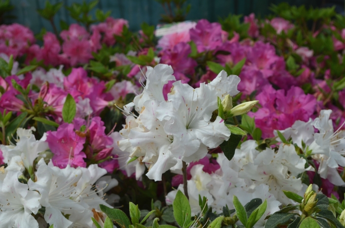 Encore&reg; 'Autumn Lily&reg;' - Rhododendron (Azalea) from Paradise Acres Garden Center